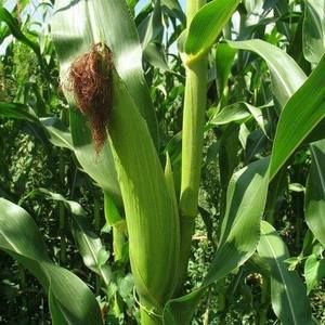 Meet your Posher, Abdiwahab